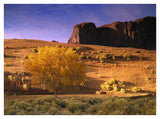 Cottonwood Tree And Coyote Bush With Sand Dunes, Monument Valley, Arizona-Paper Art-42,,X32,,