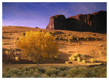 Cottonwood Tree And Coyote Bush With Sand Dunes, Monument Valley, Arizona-Paper Art-50,,X38,,