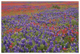 Hill Country Wildflowers Including Sand Bluebonnets And Paintbrush, Texas-Paper Art-62,,X42,,