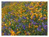 California Poppy And Desert Bluebell Flowers, Antelope Valley, California-Paper Art-34,,X26,,