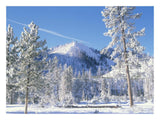 Pine Trees Covered With Snow In Winter, Yellowstone National Park, Wyoming-Paper Art-26,,X20,,