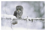 Great Gray Owl Perching On A Snow-Covered Branch, British Columbia, Canada-Paper Art-20,,X14,,