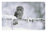 Great Gray Owl Perching On A Snow-Covered Branch, British Columbia, Canada-Paper Art-26,,X18,,