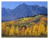 Ranger Peak And Aspen Forest In Autumn, Grand Teton National Park, Wyoming-Paper Art-18,,X14,,