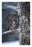 Great Horned Owl Perched In Tree Dusted With Snow, British Columbia, Canada-Paper Art-18,,X26,,