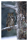 Great Horned Owl Perched In Tree Dusted With Snow, British Columbia, Canada-Paper Art-22,,X32,,