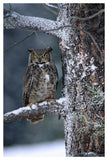 Great Horned Owl Perched In Tree Dusted With Snow, British Columbia, Canada-Paper Art-34,,X50,,