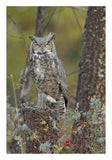 Great Horned Owl In Its Pale Form Perching On Snag, British Columbia, Canada-Paper Art-18,,X26,,