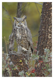 Great Horned Owl In Its Pale Form Perching On Snag, British Columbia, Canada-Paper Art-26,,X38,,