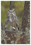 Great Horned Owl In Its Pale Form Perching On Snag, British Columbia, Canada-Paper Art-34,,X50,,