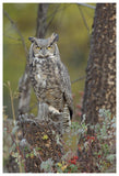 Great Horned Owl In Its Pale Form Perching On Snag, British Columbia, Canada-Paper Art-42,,X62,,