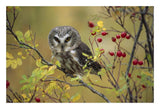 Northern Saw-Whet Owl Perching In A Wild Rose Bush, British Columbia, Canada-Paper Art-26,,X18,,