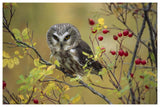 Northern Saw-Whet Owl Perching In A Wild Rose Bush, British Columbia, Canada-Paper Art-62,,X42,,