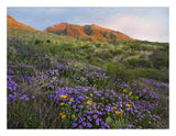 Herb Of The Cross At Franklin Mountains State Park, Chihuahuan Desert, Texas-Paper Art-26,,X20,,