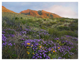 Herb Of The Cross At Franklin Mountains State Park, Chihuahuan Desert, Texas-Paper Art-42,,X32,,