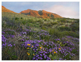 Herb Of The Cross At Franklin Mountains State Park, Chihuahuan Desert, Texas-Paper Art-50,,X38,,