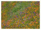 California Poppy And Desert Bluebell Carpeting A Spring Hillside, California-Paper Art-18,,X14,,