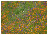 California Poppy And Desert Bluebell Carpeting A Spring Hillside, California-Paper Art-50,,X38,,