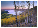 Aspen Forest Overlooking Fremont Lake, Bridger-Teton National Forest, Wyoming-Paper Art-18,,X14,,