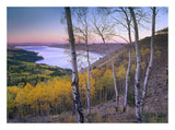 Aspen Forest Overlooking Fremont Lake, Bridger-Teton National Forest, Wyoming-Paper Art-26,,X20,,