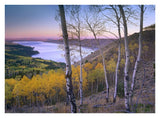 Aspen Forest Overlooking Fremont Lake, Bridger-Teton National Forest, Wyoming-Paper Art-34,,X26,,