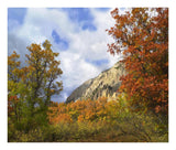 Trees And Shrubs In Autumn, Marcellina Mountain, Raggeds Wilderness, Colorado-Paper Art-24,,X20.26,,