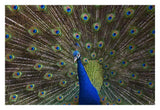Indian Peafowl Male With Tail Fanned Out In Courtship Display, Native To Asia-Paper Art-32,,X22,,