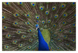 Indian Peafowl Male With Tail Fanned Out In Courtship Display, Native To Asia-Paper Art-38,,X26,,