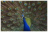 Indian Peafowl Male With Tail Fanned Out In Courtship Display, Native To Asia-Paper Art-62,,X42,,