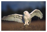 Snowy Owl Adult Balancing On A Stump Amid Dry Grass, British Columbia, Canada-Paper Art-20,,X14,,