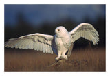 Snowy Owl Adult Balancing On A Stump Amid Dry Grass, British Columbia, Canada-Paper Art-26,,X18,,