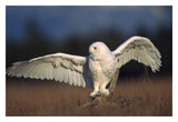 Snowy Owl Adult Balancing On A Stump Amid Dry Grass, British Columbia, Canada-Paper Art-32,,X22,,