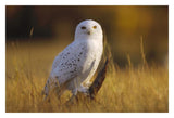 Snowy Owl Adult Amid Dry Grass, Circumpolar Species, British Columbia, Canada-Paper Art-32,,X22,,