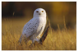 Snowy Owl Adult Amid Dry Grass, Circumpolar Species, British Columbia, Canada-Paper Art-50,,X34,,