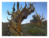 Foxtail Pine Tree, Ancient Trees, Schulman Grove, White Mountains, California-Paper Art-26,,X20,,