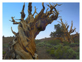 Foxtail Pine Tree, Ancient Trees, Schulman Grove, White Mountains, California-Paper Art-34,,X26,,