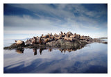 Steller'S Sea Lion Group Hauled Out On Coastal Rocks, Brothers Island, Alaska-Paper Art-32,,X22,,