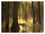 Bald Cypress Grove In Freshwater Swamp At Dawn, Lake Fausse Pointe, Louisiana-Paper Art-34,,X26,,