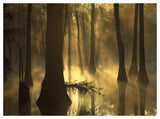 Bald Cypress Grove In Freshwater Swamp At Dawn, Lake Fausse Pointe, Louisiana-Paper Art-50,,X38,,