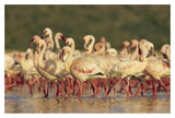 Lesser Flamingo Group Parading In A Mass Courtship Dance, Lake Bogoria, Kenya-Paper Art-20,,X14,,