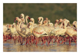 Lesser Flamingo Group Parading In A Mass Courtship Dance, Lake Bogoria, Kenya-Paper Art-26,,X18,,