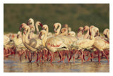 Lesser Flamingo Group Parading In A Mass Courtship Dance, Lake Bogoria, Kenya-Paper Art-32,,X22,,