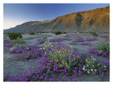 Sand Verbena And Desert Sunflowers Anza-Borrego Desert State Park, California-Paper Art-18,,X14,,