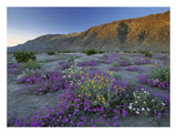 Sand Verbena And Desert Sunflowers Anza-Borrego Desert State Park, California-Paper Art-26,,X20,,