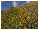 California Poppy And Desert Bluebells Carpeting A Spring Hillside, California-Paper Art-42,,X32,,