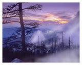 Rolling Fog On Clingman'S Dome, Great Smoky Mountains National Park, Tennessee-Paper Art-18,,X14,,