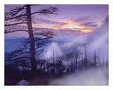 Rolling Fog On Clingman'S Dome, Great Smoky Mountains National Park, Tennessee-Paper Art-26,,X20,,