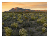 Pepperweed Meadow Beneath El Capitan, Guadalupe Mountains National Park, Texas-Paper Art-26,,X20,,