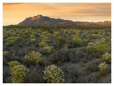 Pepperweed Meadow Beneath El Capitan, Guadalupe Mountains National Park, Texas-Paper Art-42,,X32,,