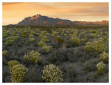 Pepperweed Meadow Beneath El Capitan, Guadalupe Mountains National Park, Texas-Paper Art-50,,X38,,
